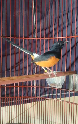 Murai batu medan ring