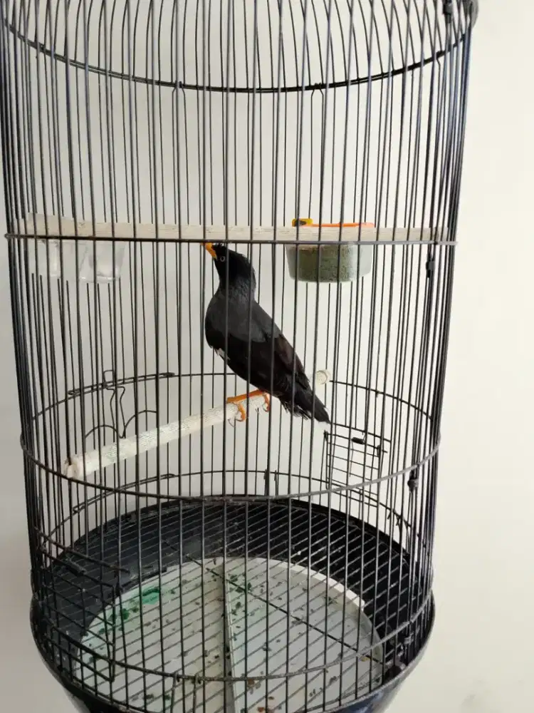 Jual burung jalak kebo+kandang
