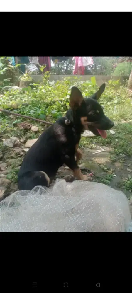 Giant Pincher/Doberman betina 2bln ras besar