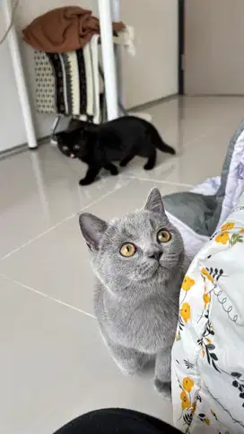 Kitten BSH Blue Light