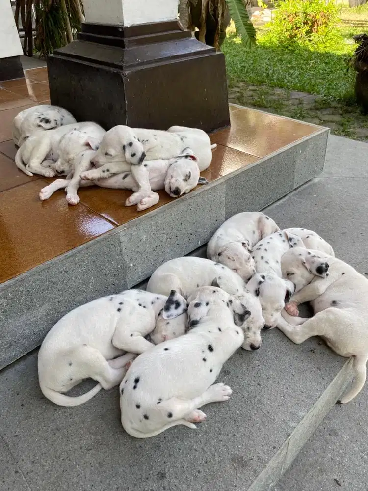 Anjing Dalmatian