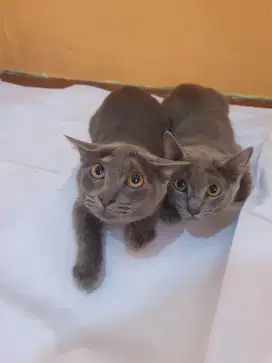 Kucing Russian Blue Jantan Dan Betina usia 5bln