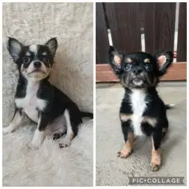 Jual Chihuahua Jantan