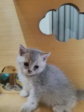 Anak Kucing BSH Umur 1 bulan +