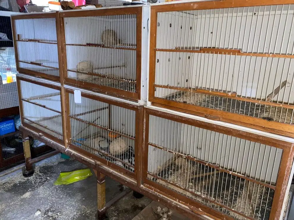 Kandang ternak finch