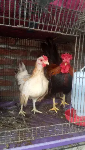 Ayam kate dewasa 2 pasang Rp.300.000