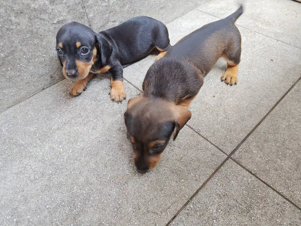 TEKEL/DACHSHUND 3CEWE 1COWO dappled dob30/7/25 NO-VACCINE NO-STAMBOOM