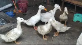 Bebek jambul sepasang
