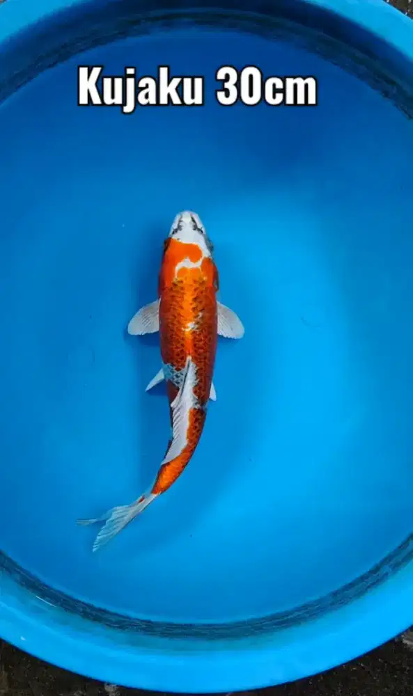 Koi Kujaku 30cm istimewa