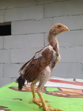 6 Ekor Anak Ayam Pakhoy Umur 1 Bulan (Sehat, Lincah, keturunan Jelas)