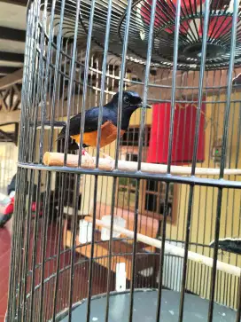 Burung Murai Batu Jantan