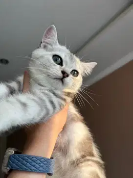 Kucing BSH  - Jantan, parent Ped