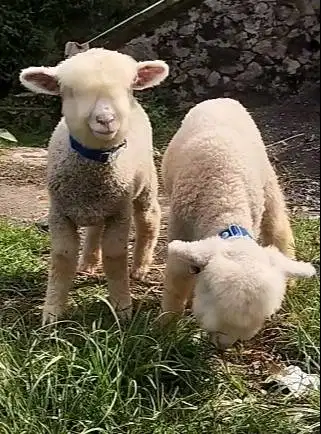 sepasang anakan domba merino super 4 bulanan siap isi mini zoo wahana