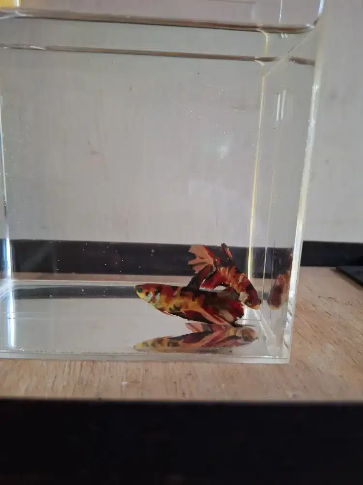 Ikan cupang Female HM NEON Multi