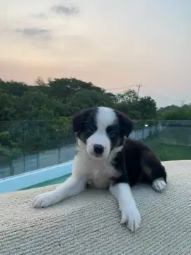 Dijual Border Collie