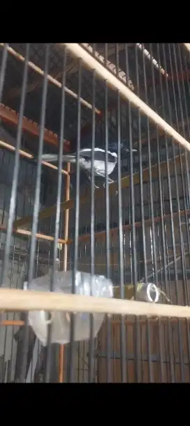 Burung kacer proses rawatan