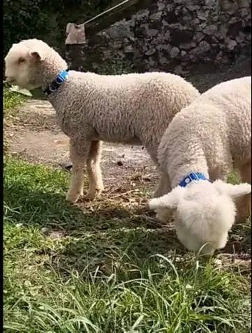 sepasang bibit cempe domba merino super 4 bulanan exotik menggemaskan