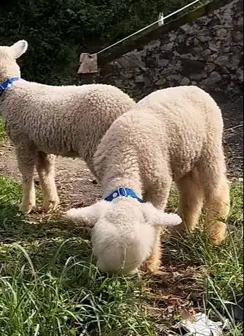 sepasang anakan cempe domba merino super 4 bulanan menggemaskan exotik