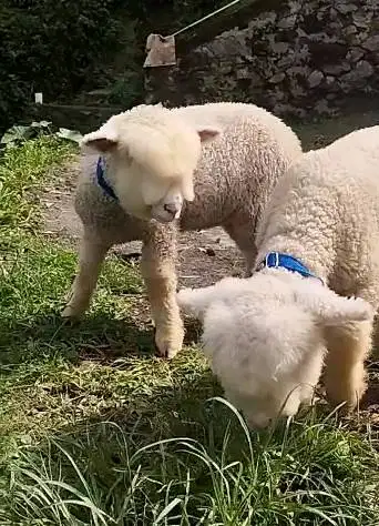 sepasang anakan cempe domba hias merino 4 bulanan super menggemaskan