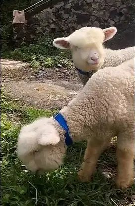 sepasang anakan cempe domba hias merino 4 bulanan super menggemaskan