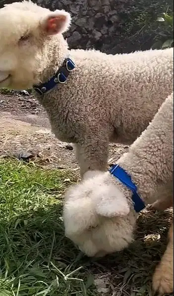 sepasang anakan cempe domba merino hias superan 4 bulan exotik gemesin