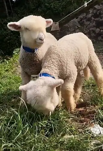 sepasang anakan cempe domba merino hias superan 4 bulan exotik gemesin