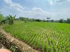 SAWAH DIJUAL – LOKASI STRATEGIS DI BOGOR!