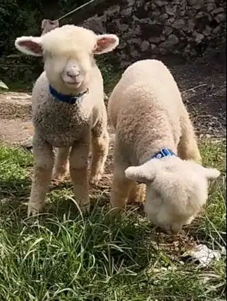 sepasang anakan cempe domba hias merino superan 4 bulan unggulan unik