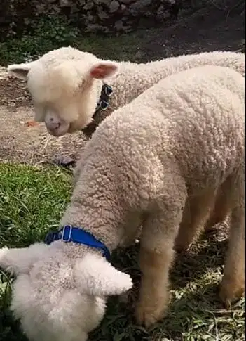 sepasang anakan cempe domba hias merino superan 4 bulan unggulan unik