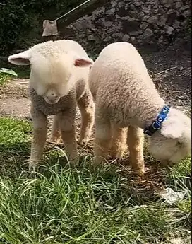 sepasang anakan cempe domba merino superan 4 bulanan siap isi minizoo