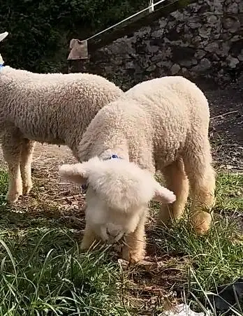 sepasang anakan cempe domba merino superan 4 bulanan siap isi minizoo