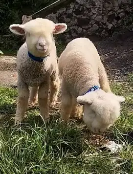 sepasang cempe bibit domba hias merino superan 4 bln unggulan rawatan