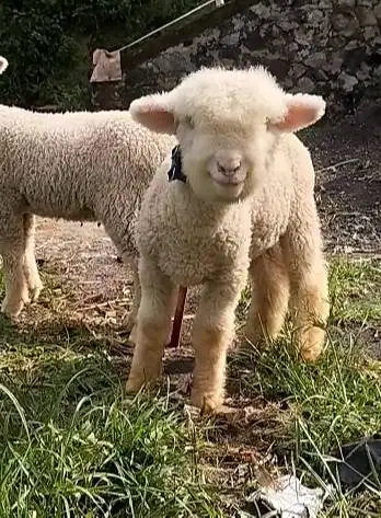 sepasang cempe bibit domba hias merino superan 4 bln unggulan rawatan