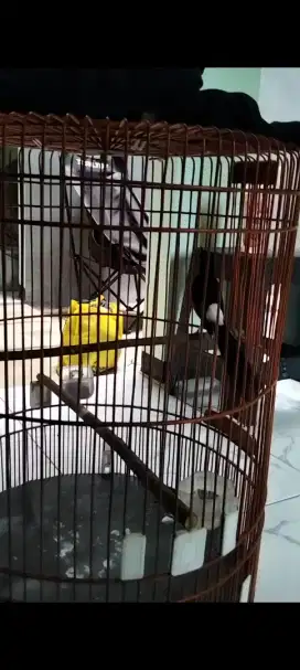 Di jual burung Murai