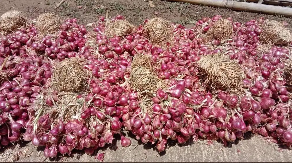 Bawang Merah Probolinggo Asli