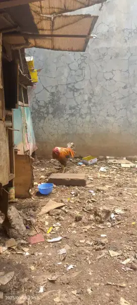 Jual ayam sepasang