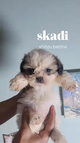 Jual shitzu puppy
