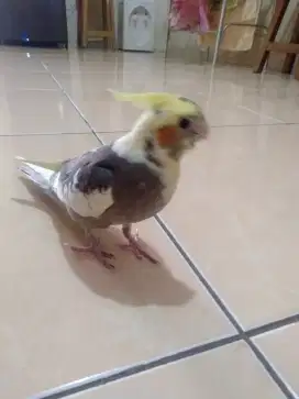 Burung falk Australia