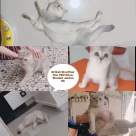 JUAL KUCING BRITISH SHORTHAIR BSH SCOTTISH FOLD