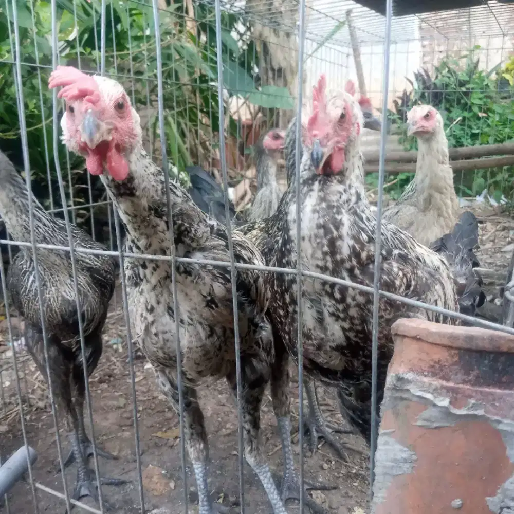 Ayam Pelung berbagai Ukuran
