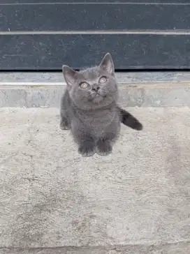 MUNCHKIN BSH BLUE