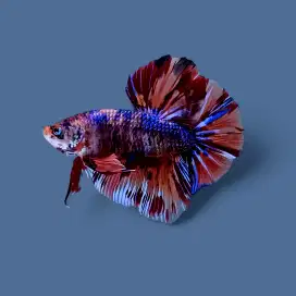ikan cupang jumbo giant bo 5,5 cm