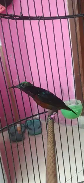 Burung kolibri ninja