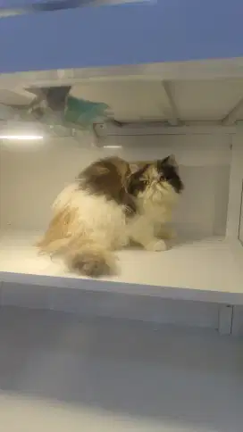 Kucing peaknose longhait calico betina 7bln