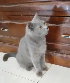 bsh betina 18 bulan proven 2x
