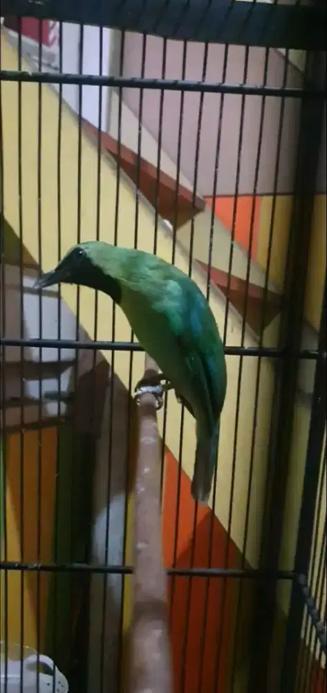 Burung Gacor hijau Daun