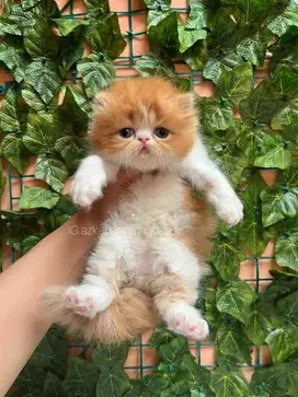 Kucing kitten persia peaknose