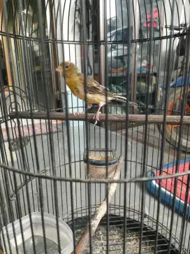 Kenari jantan lot rajin bunyi