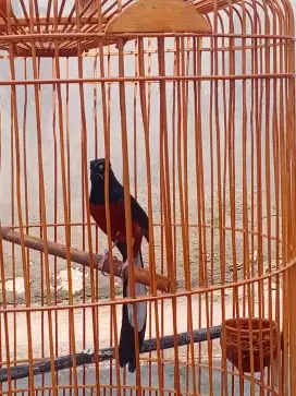 Burung Murai pastol