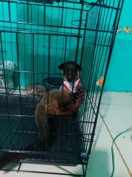 Musang akar Borneo